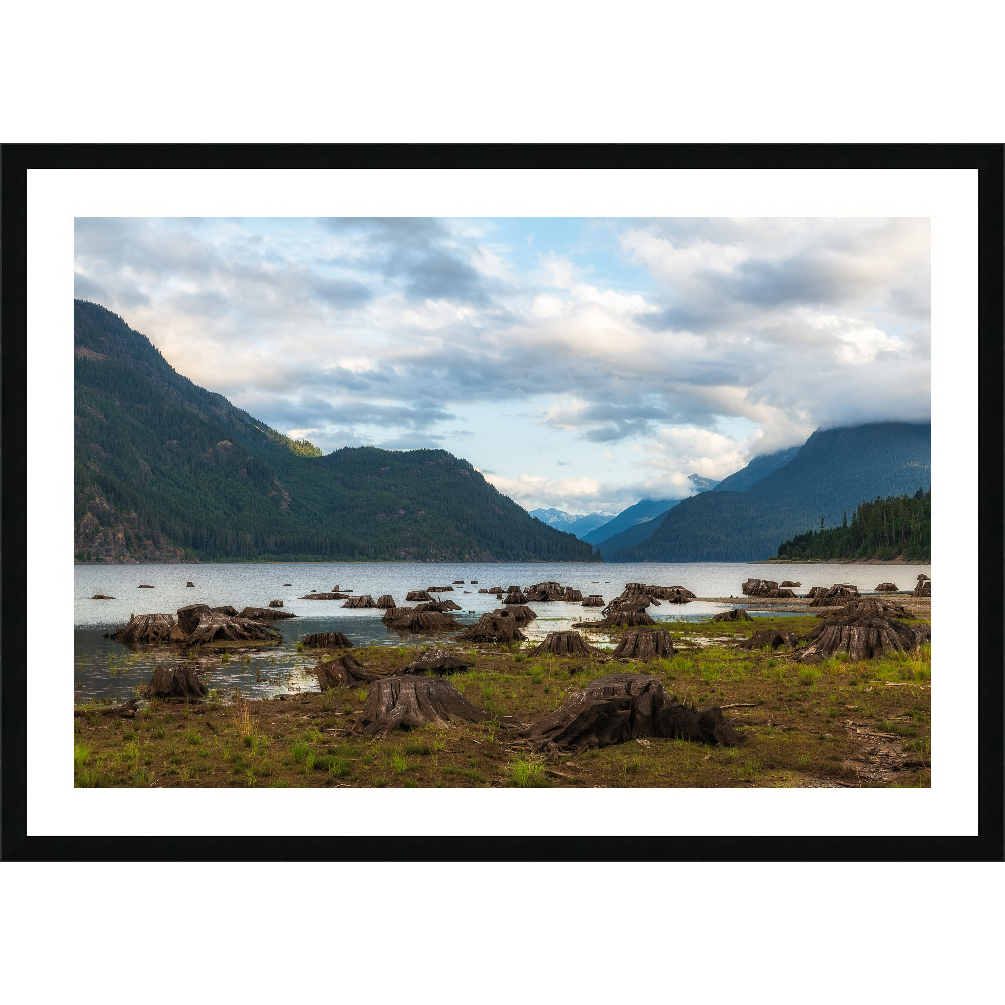 Drowned Forest of Buttle Lake as a framed print.