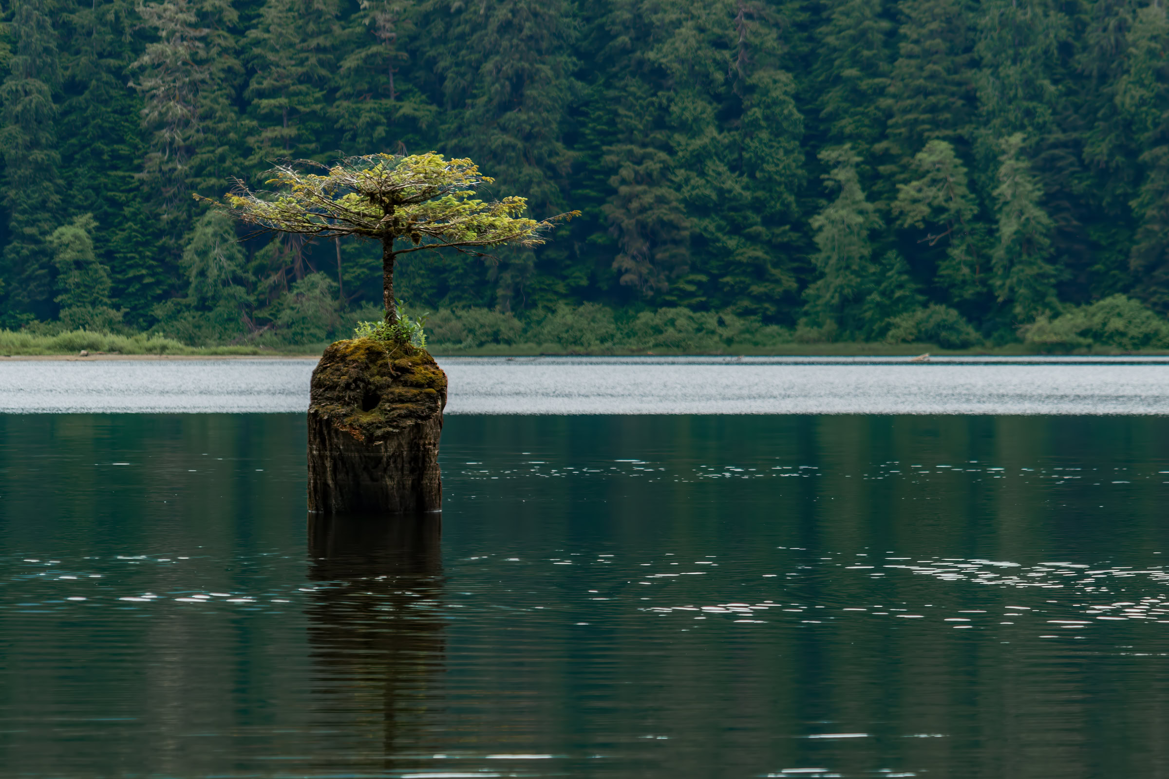 Fairy Lake bonsai tree print showing the small Douglas fir growing from a submerged stump in calm water near Port Renfrew, Vancouver Island, BC, by James Wheeler.