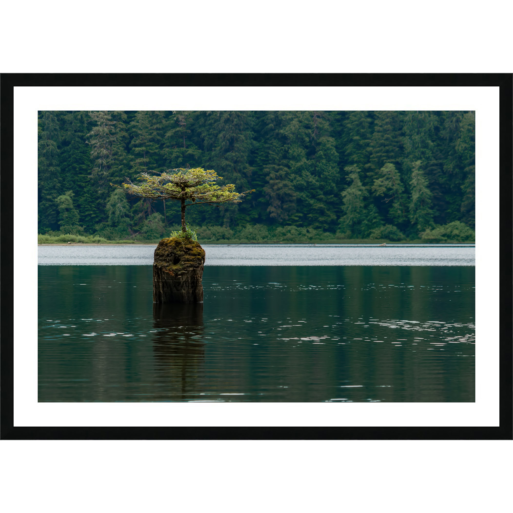 Fairy Lake Bonsai Tree as a framed print.