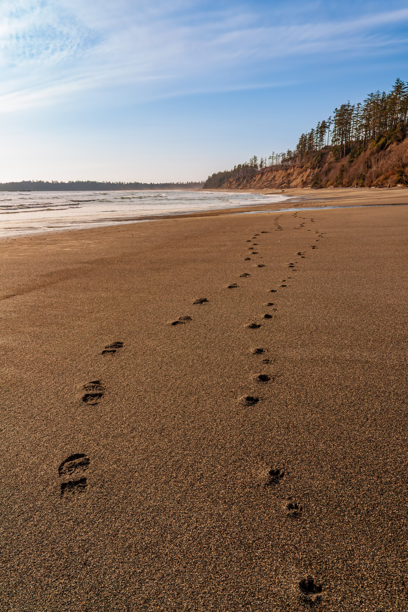 Florencia Bay photo print of dog with its owners tracks on wet sand in evening light, Pacific Rim National Park near Ucluelet, BC, by James Wheeler.