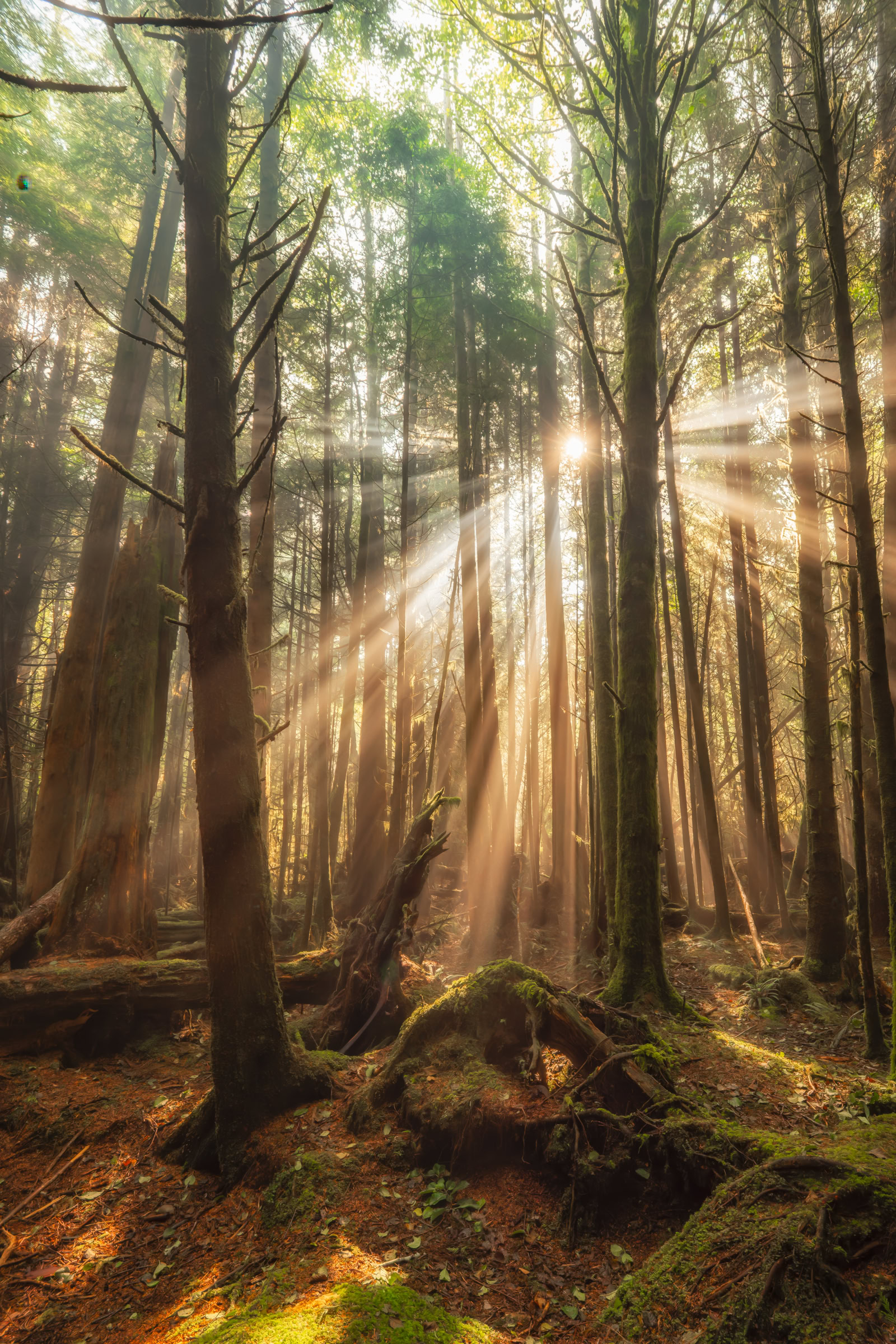 Tofino foggy forest wall art, sunbeams through morning fog and mossy trunks at Green Point Campground, Pacific Rim National Park BC, by James Wheeler.