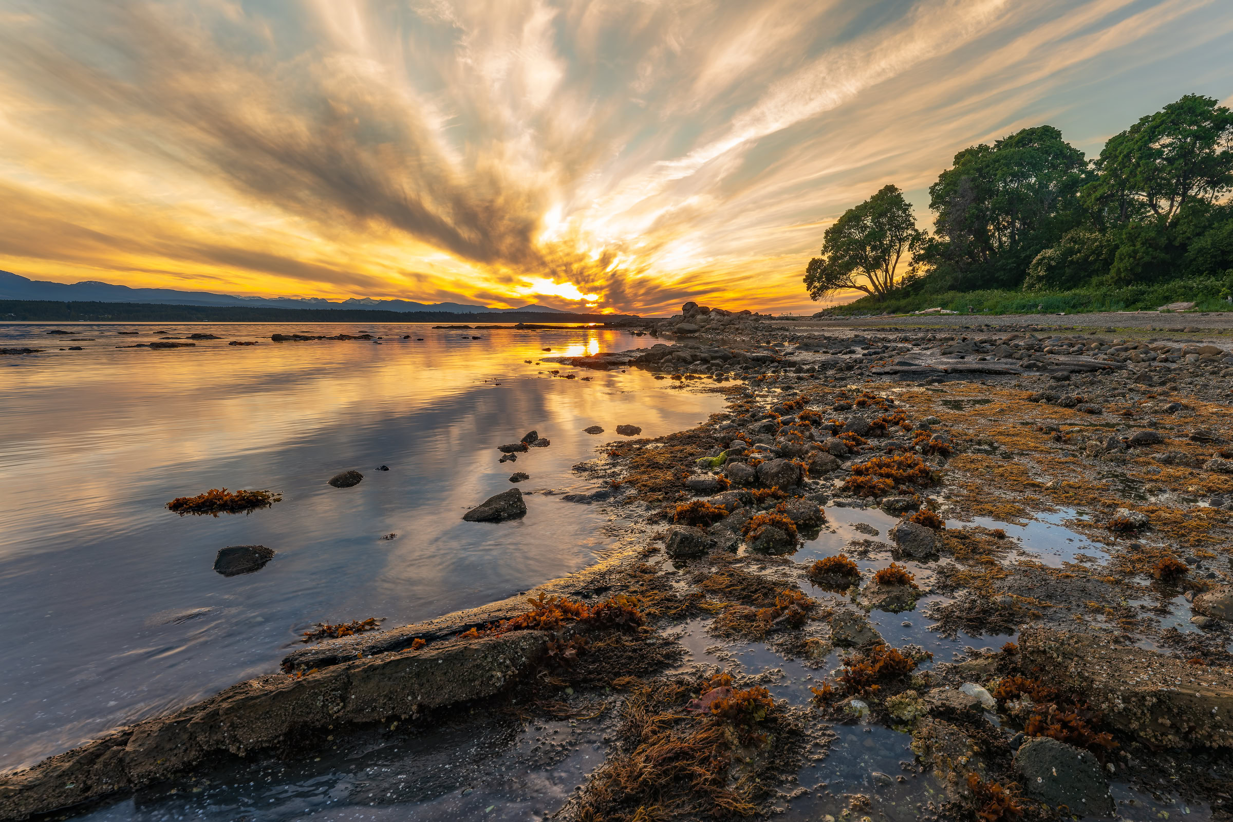 Hornby Island low tide print showing seaweed, tide pools and rocks at Phipps Point under a golden sunset sky, BC, by James Wheeler.
