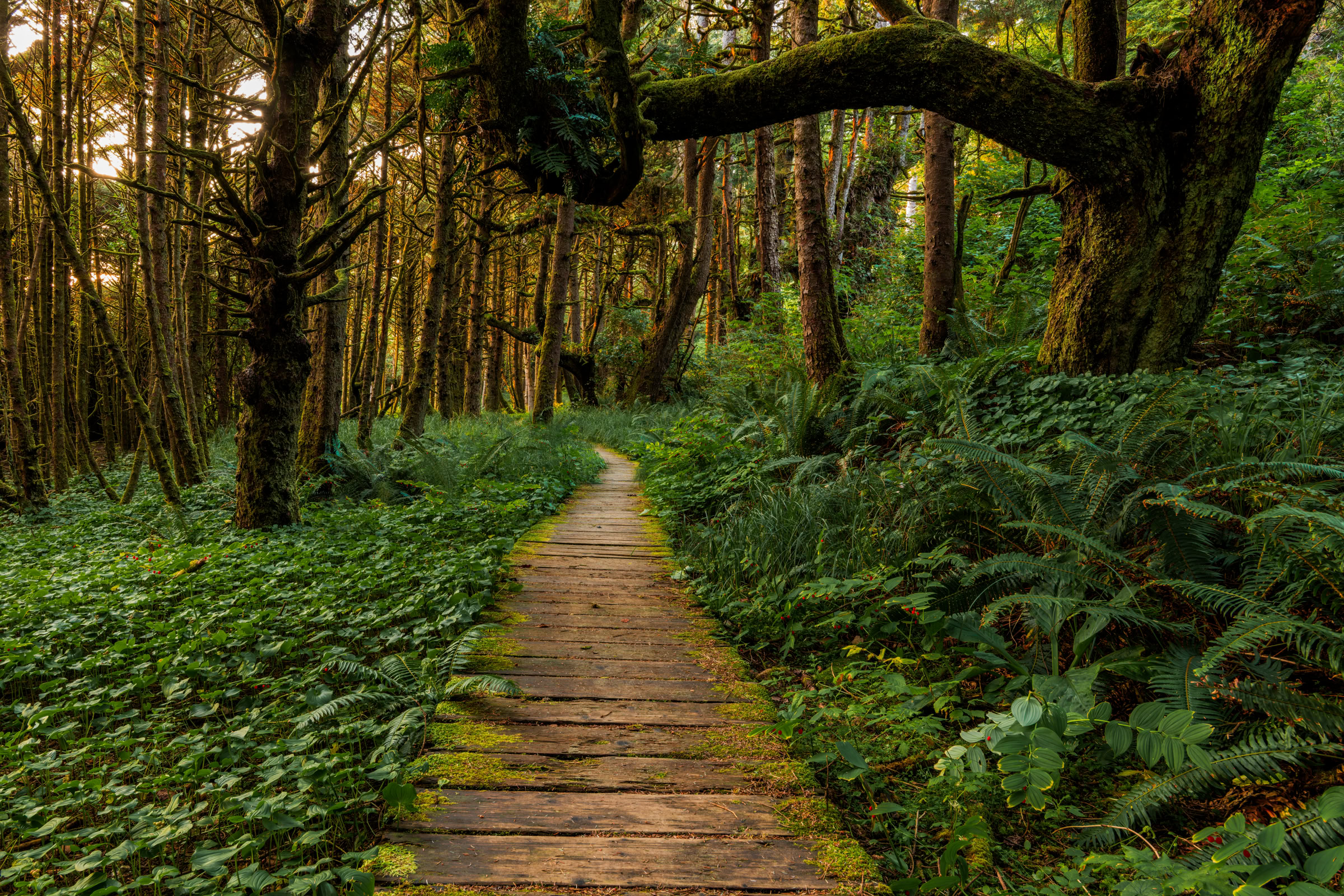 Vancouver Island rainforest boardwalk wall art, mossy planks between Long Beach and Combers Beach at last light near Tofino, BC, by James Wheeler.