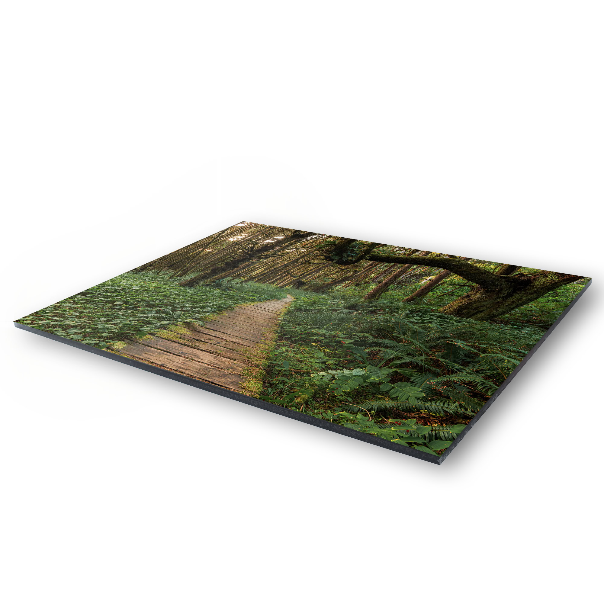 Last Light Through the Tofino Rainforest as a acrylic print.