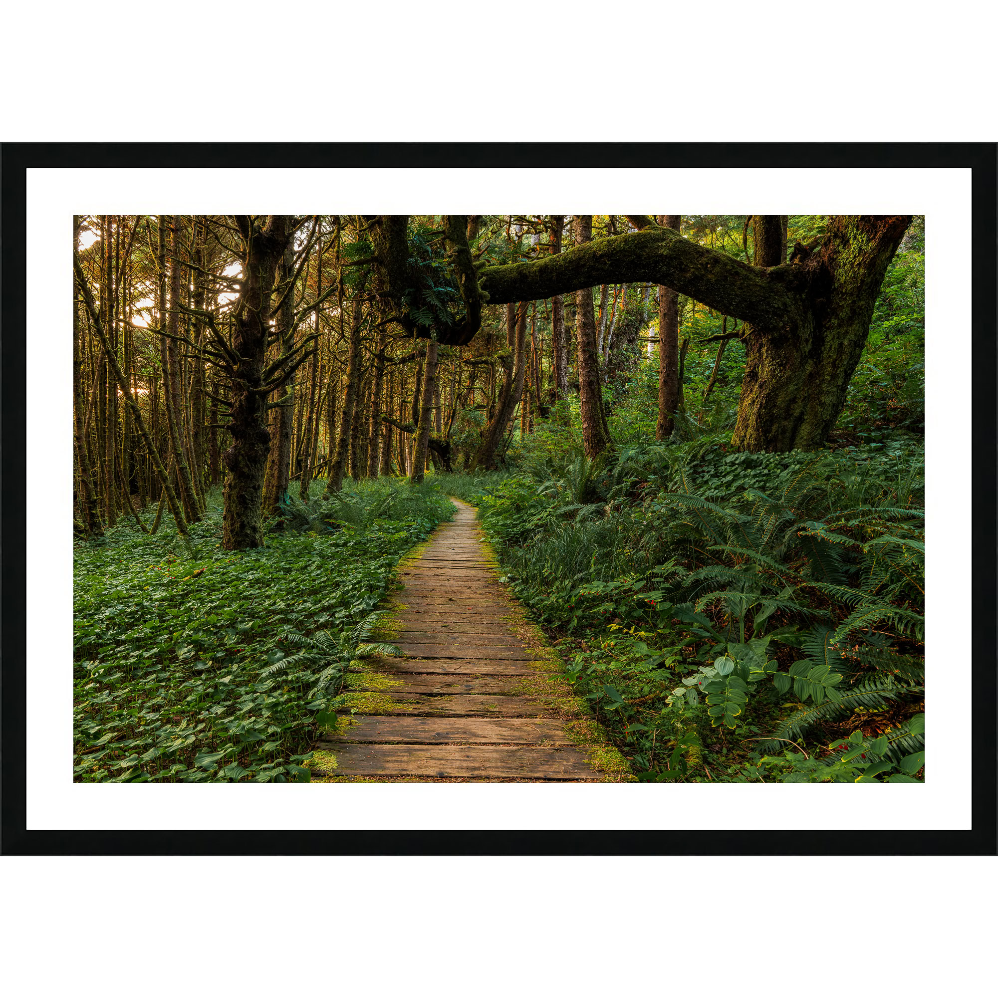 Last Light Through the Tofino Rainforest as a framed print.