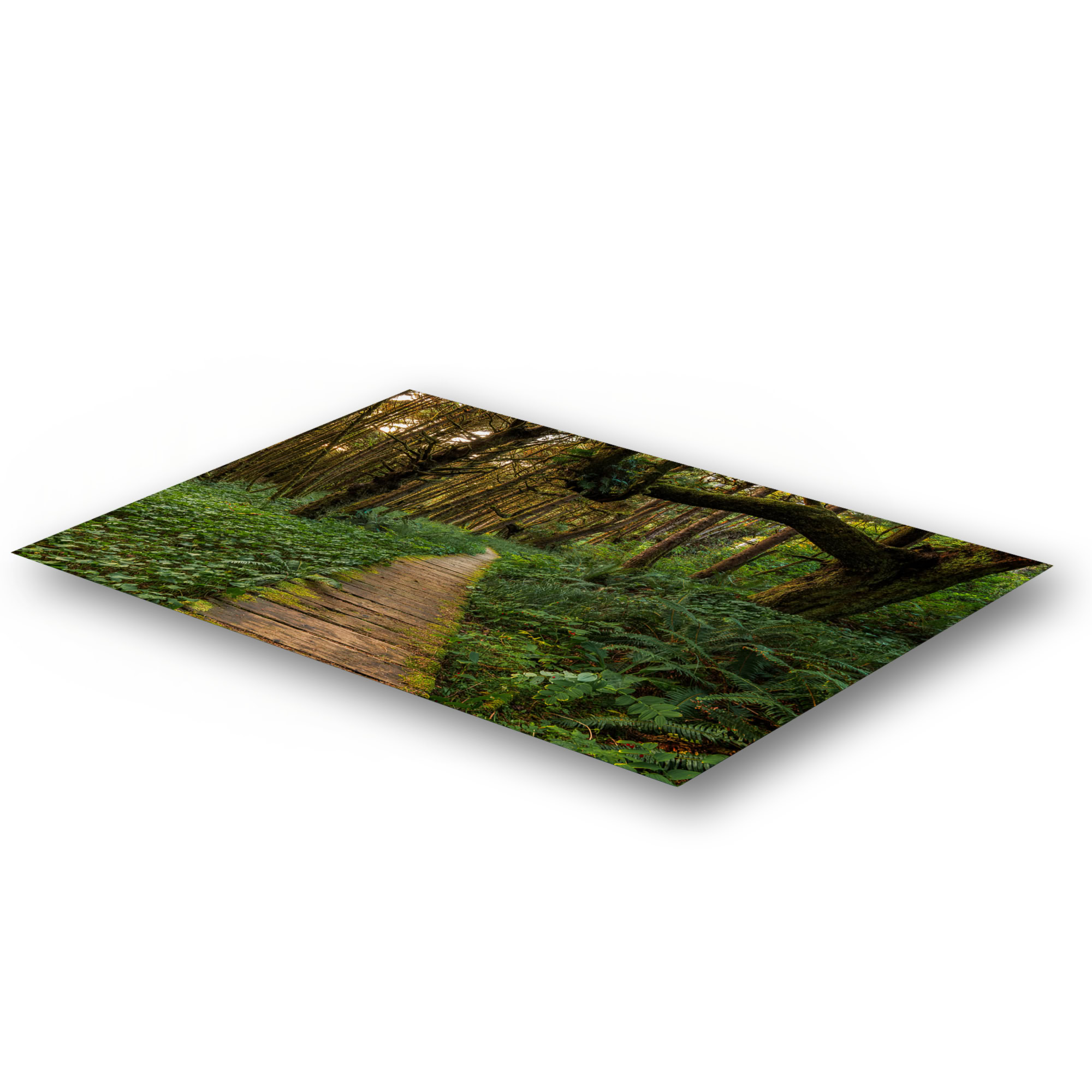 Last Light Through the Tofino Rainforest as a metal print.