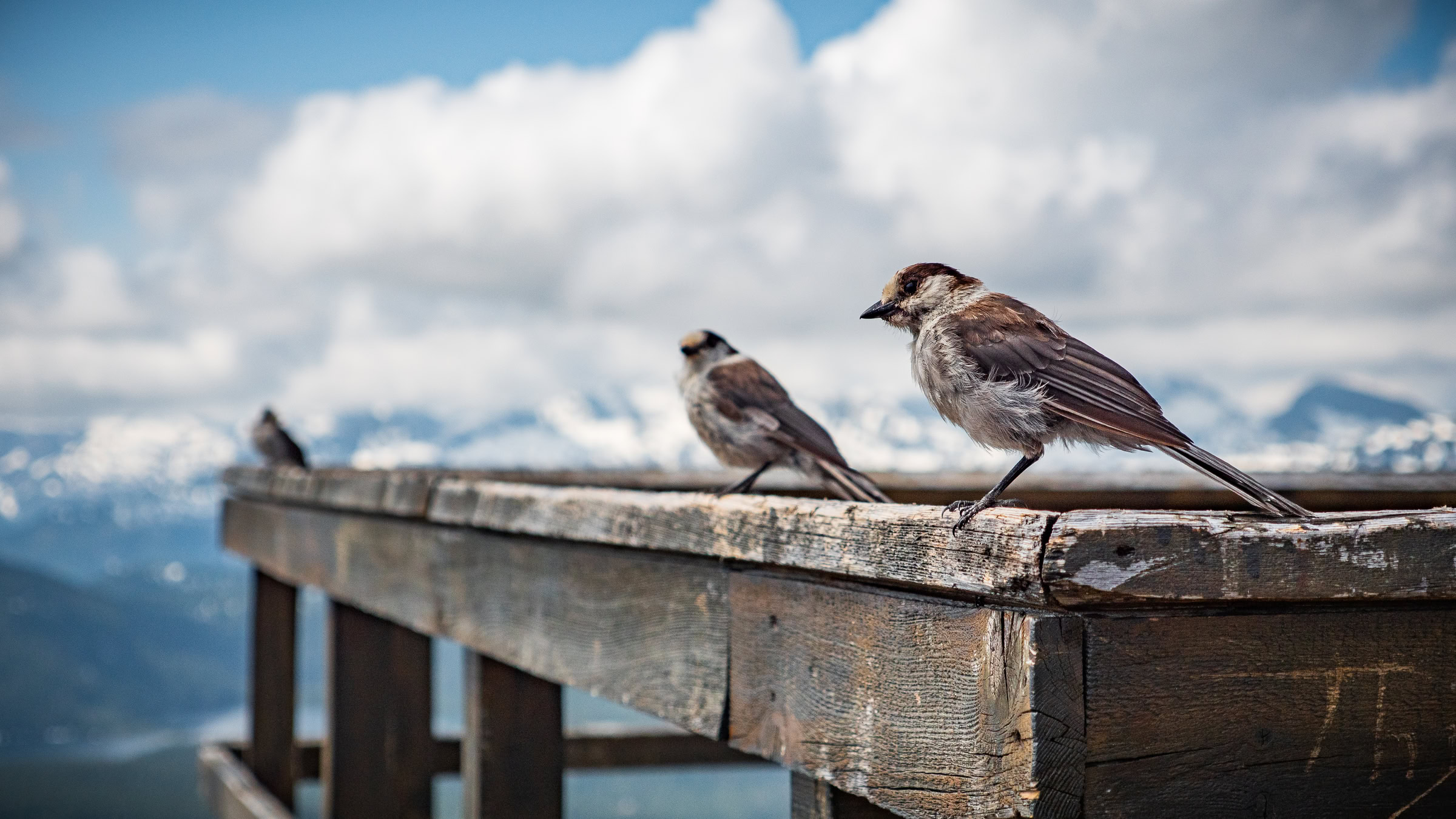 Mount Washington whisky jacks perched on a weathered summit railing with snow-capped peaks behind, Vancouver Island, BC, by James Wheeler.