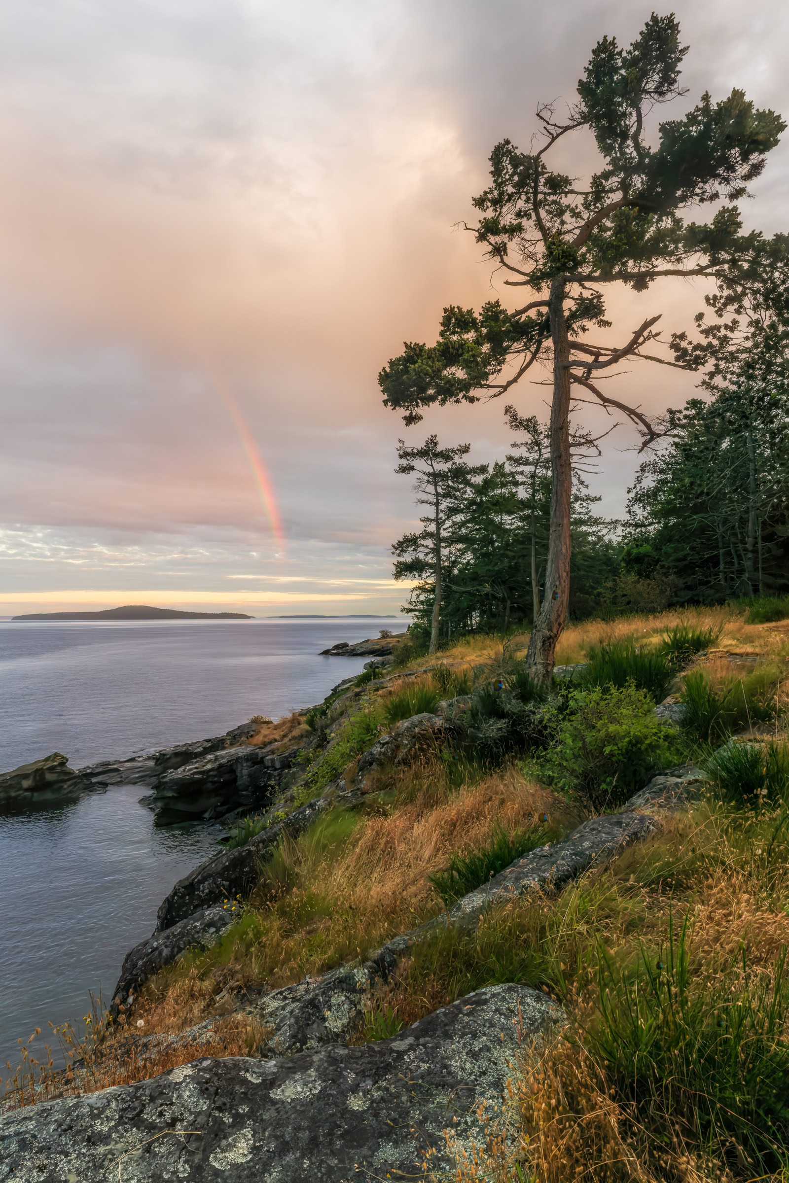 Salt Spring Island windswept tree print, a lone tree over the rocky Beaver Point shore in Ruckle Park, BC, with a rainbow at sunset, by James Wheeler.