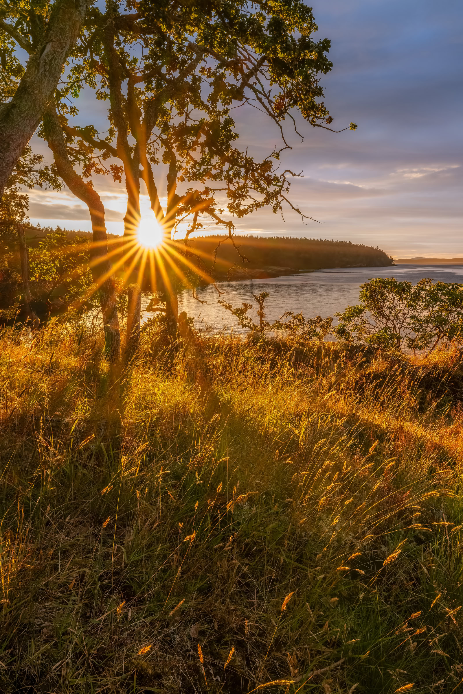 Salt Spring Island photo print of a sun star through oak trunks over golden shore grass at sunset, Ruckle Provincial Park, BC, by James Wheeler.
