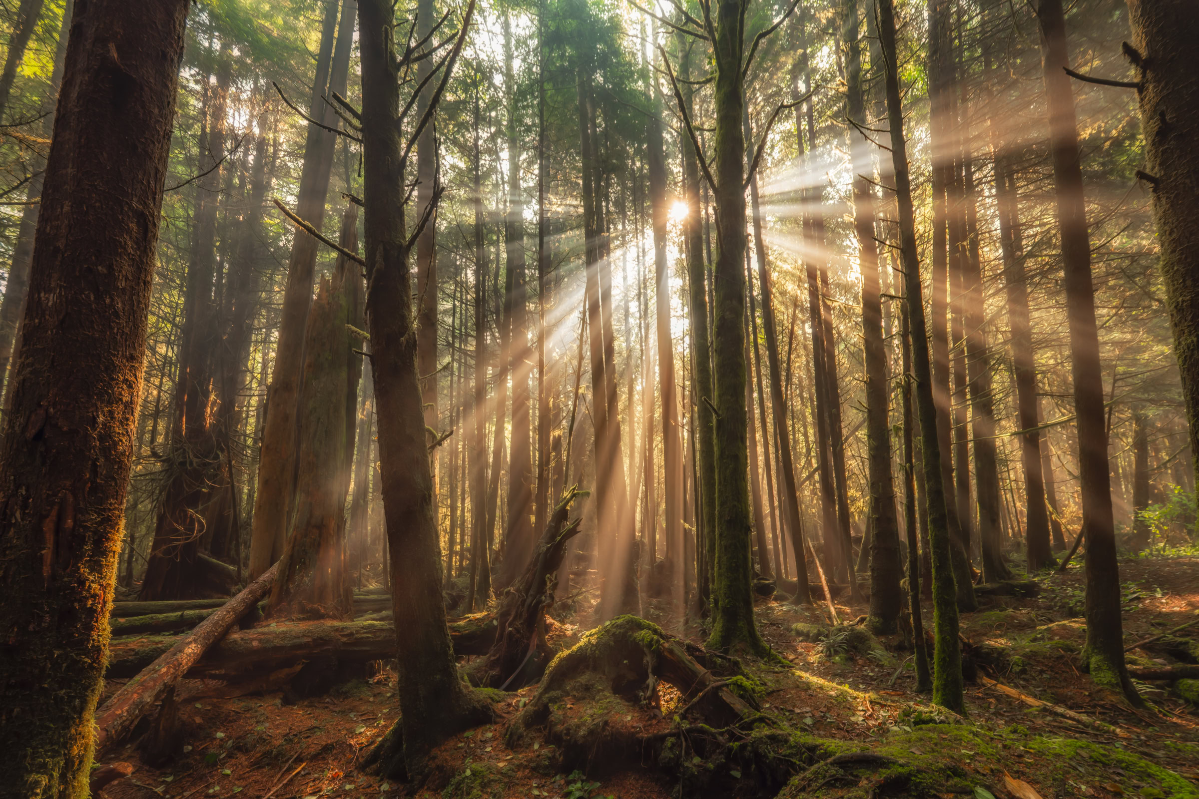 Tofino rainforest wall art, sunbeams through morning fog between mossy trunks at Green Point Campground, Pacific Rim National Park BC, by James Wheeler.
