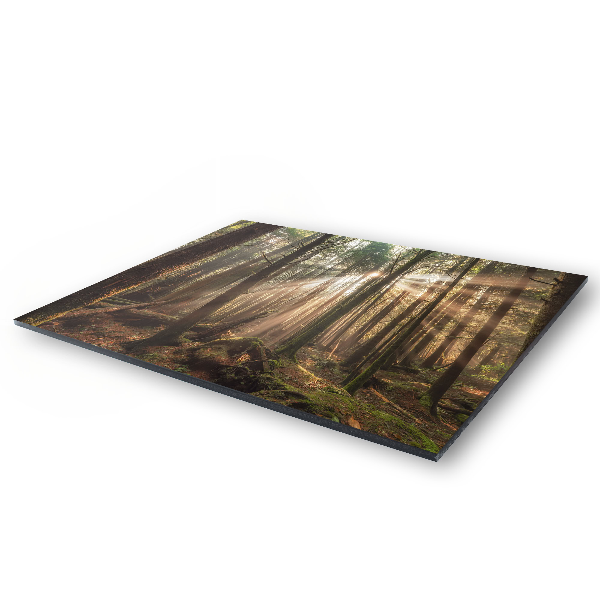 Tofino Rainforest Sunbeams in Morning Fog as a acrylic print.