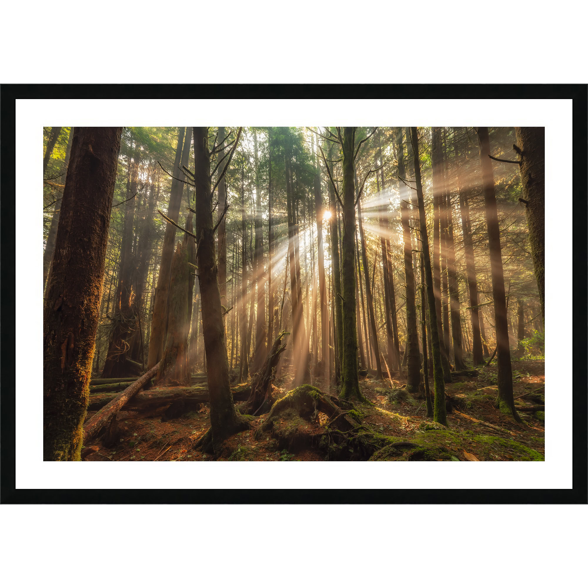 Tofino Rainforest Sunbeams in Morning Fog as a framed print.
