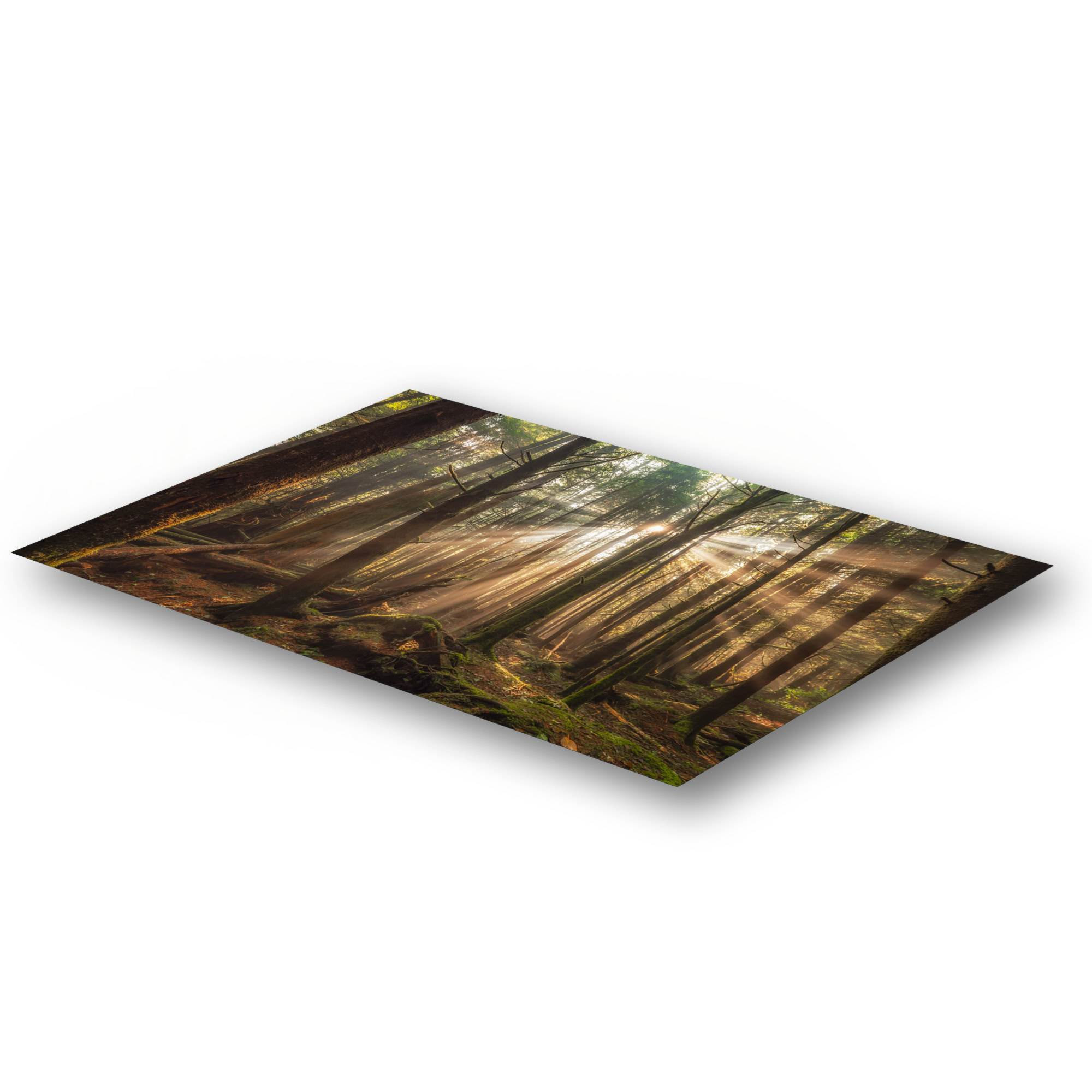 Tofino Rainforest Sunbeams in Morning Fog as a metal print.